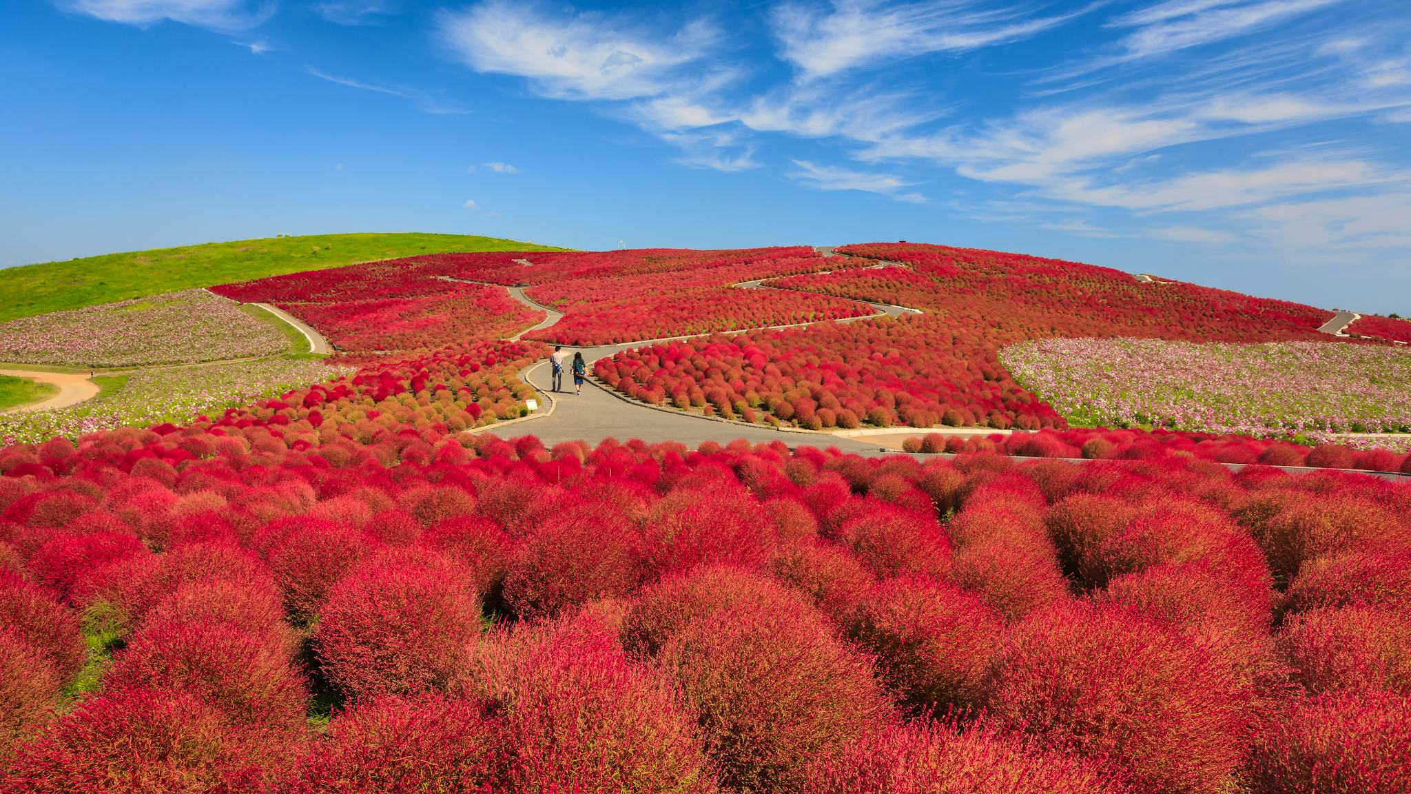 Hitachi Seaside Park