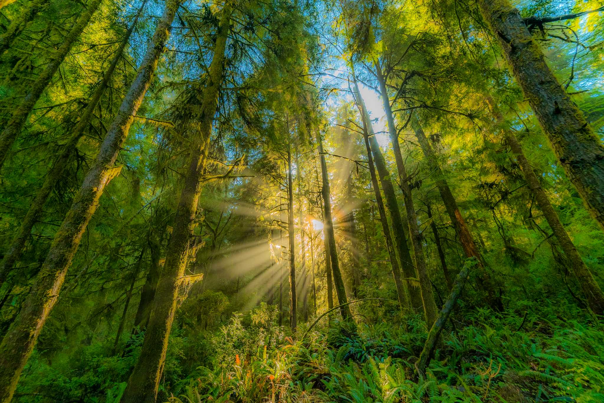 Jedediah Smith Redwoods State Park