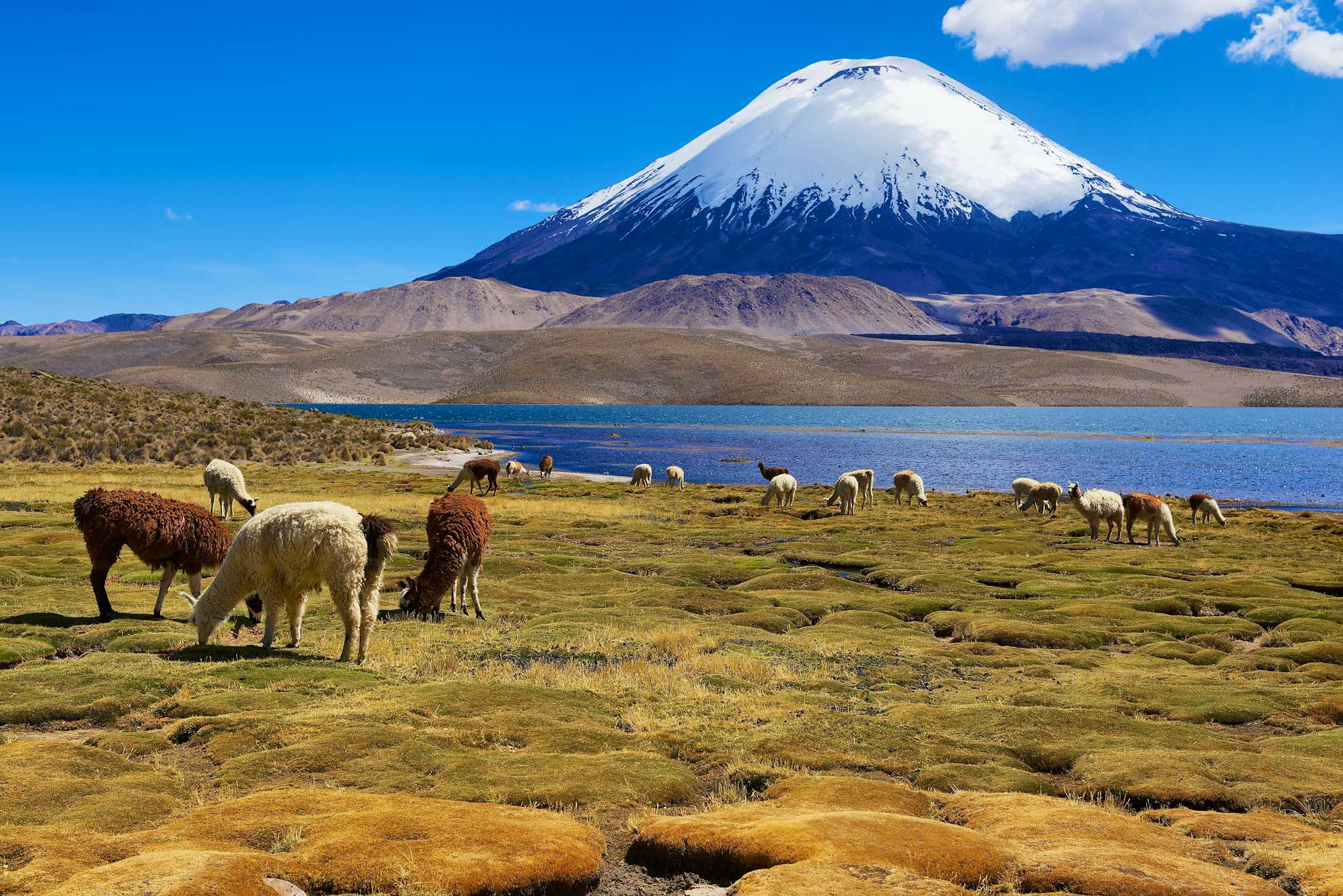 Lauca National Park