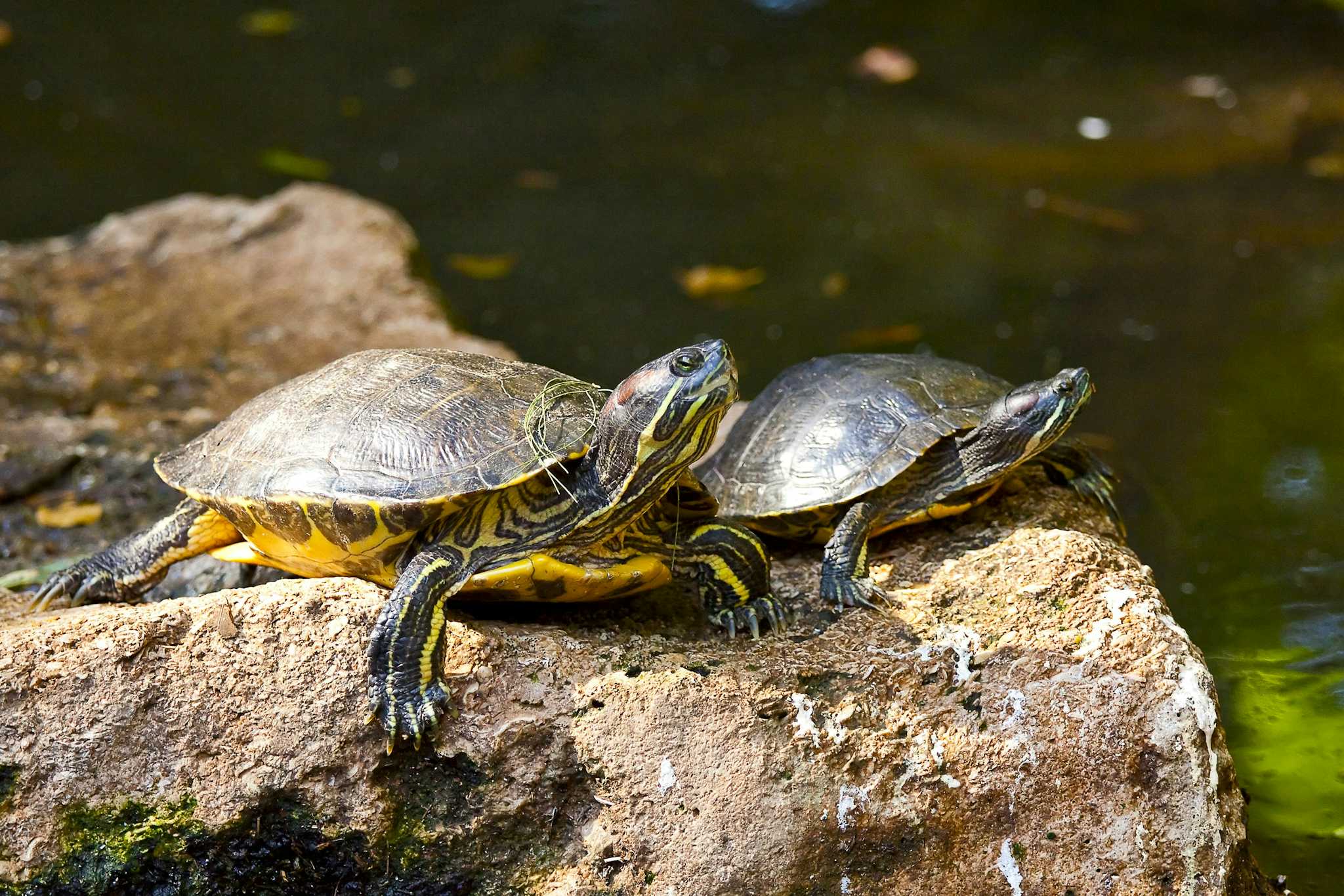 Magnolia Branch Wildlife Reserve