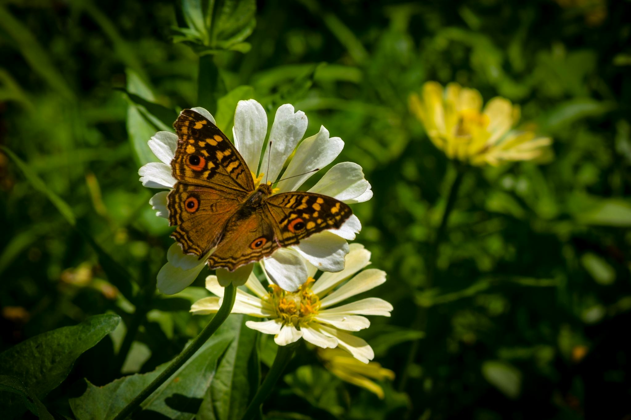 Makiling Botanic Gardens