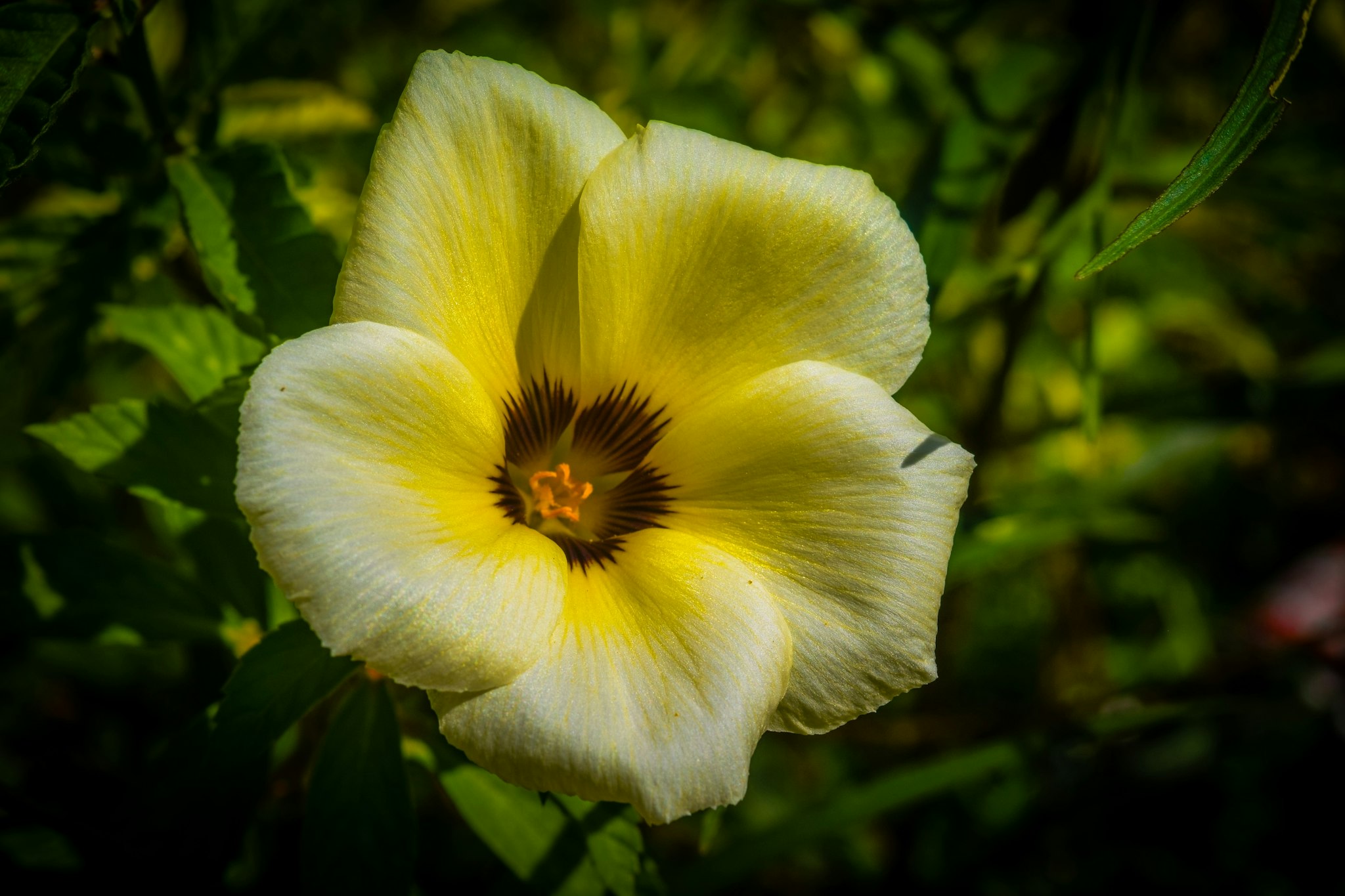 Makiling Botanic Gardens