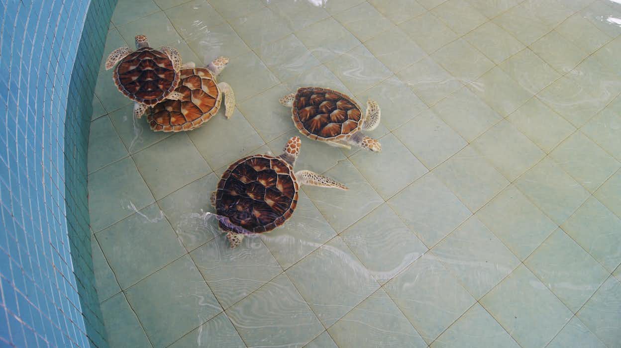 Mon Repos Turtle Centre