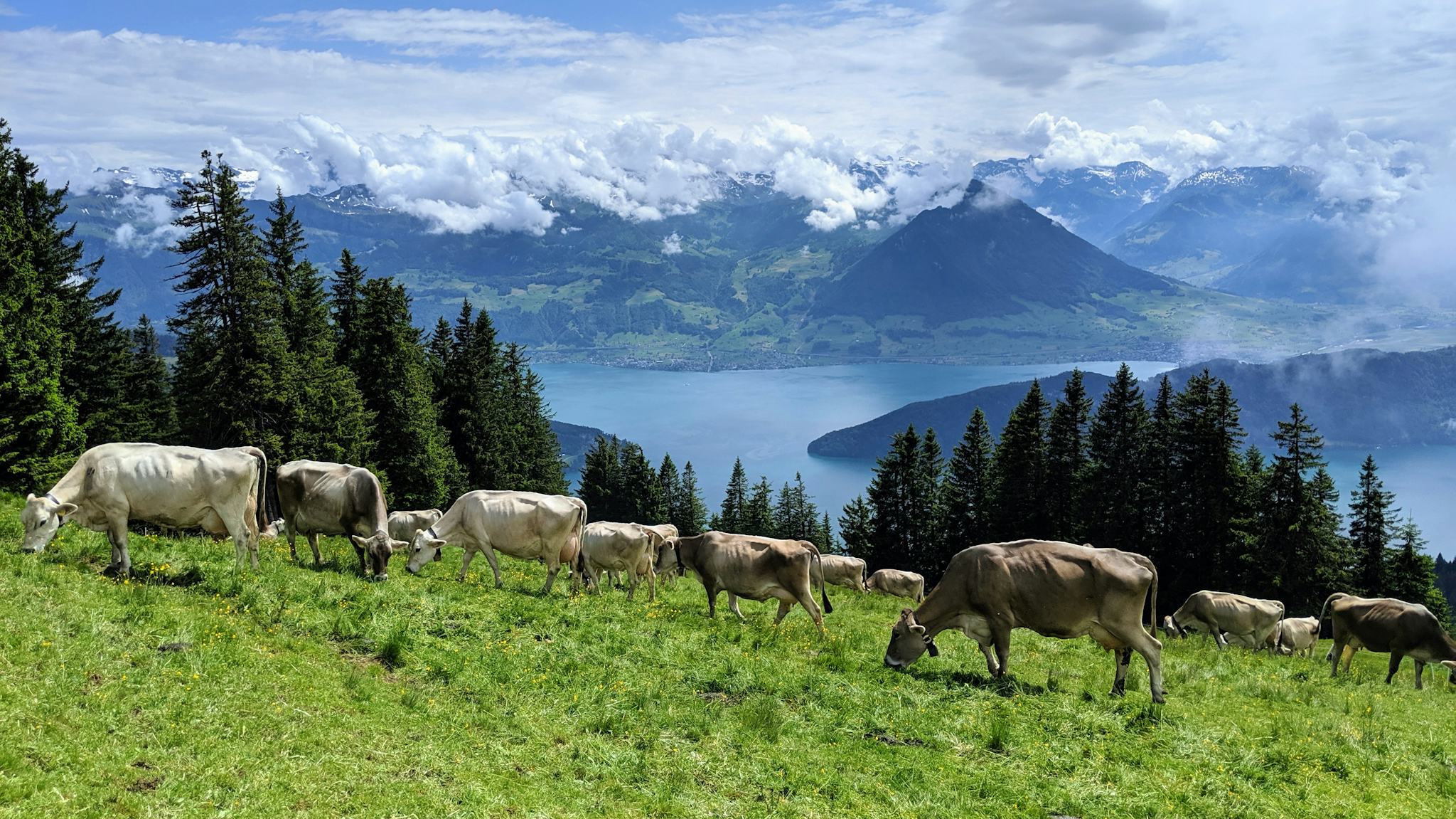 Mount Rigi