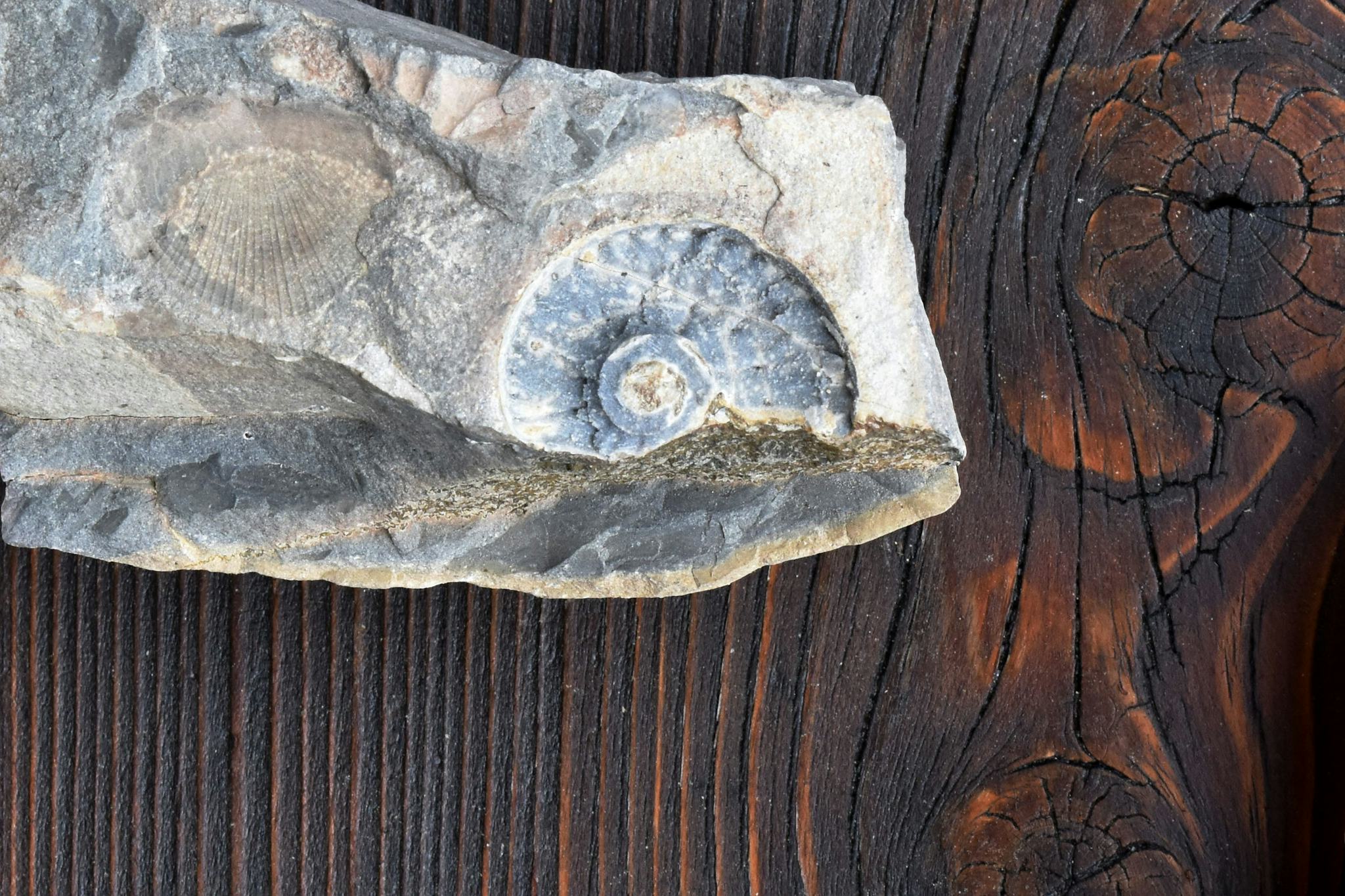 Museo dei fossili del Monte San Giorgio