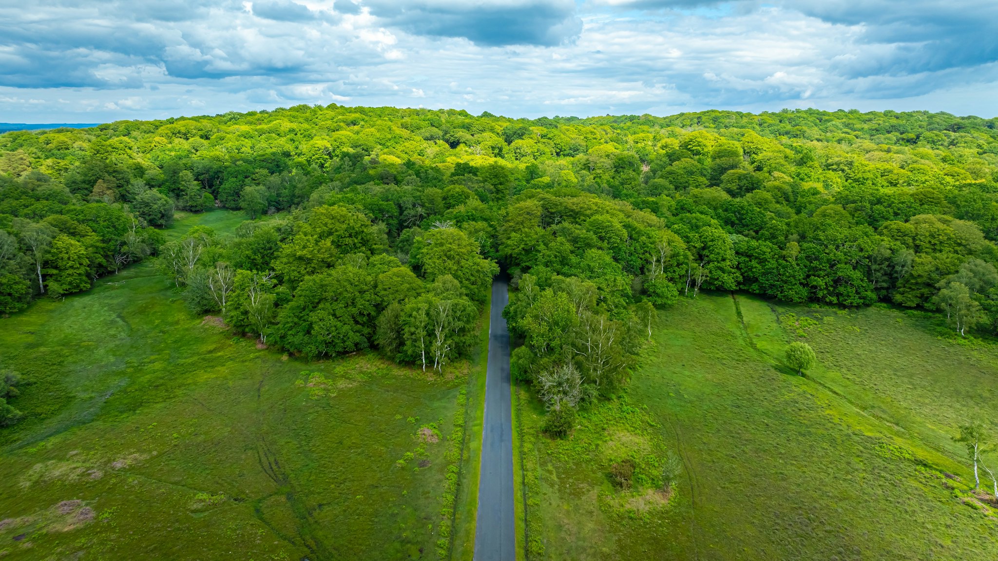 New Forest National Park
