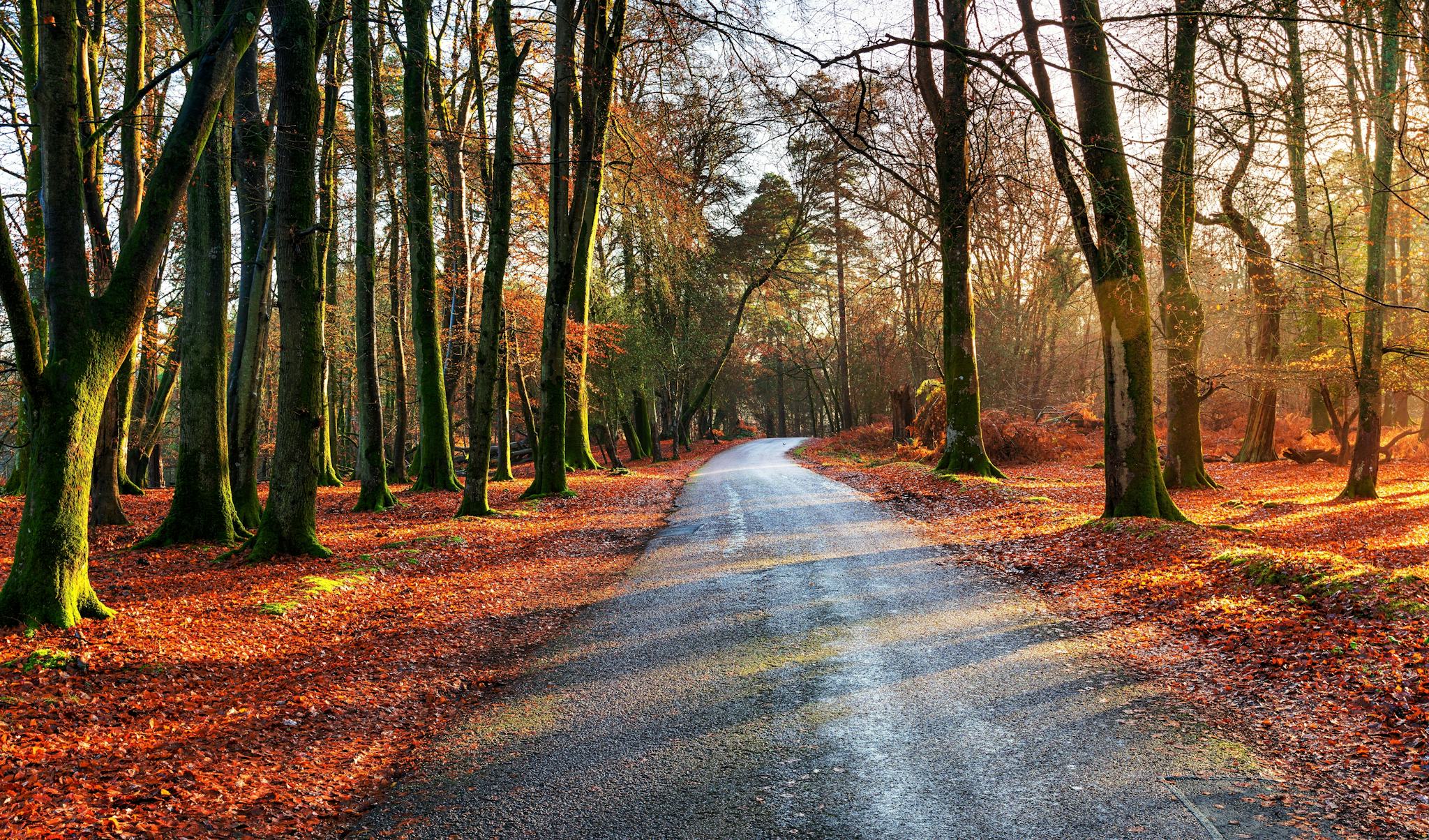 New Forest National Park