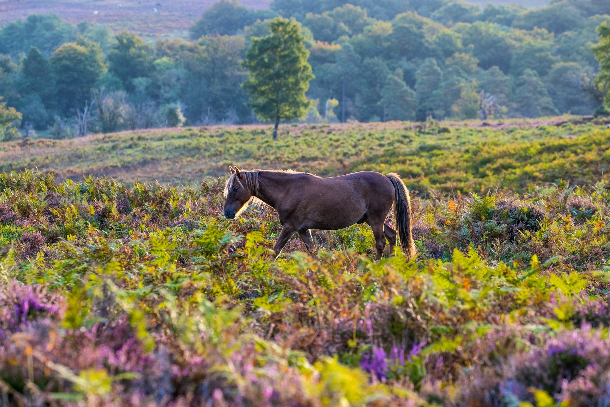 Southampton to New Forest and Beaulieu: Private day trip