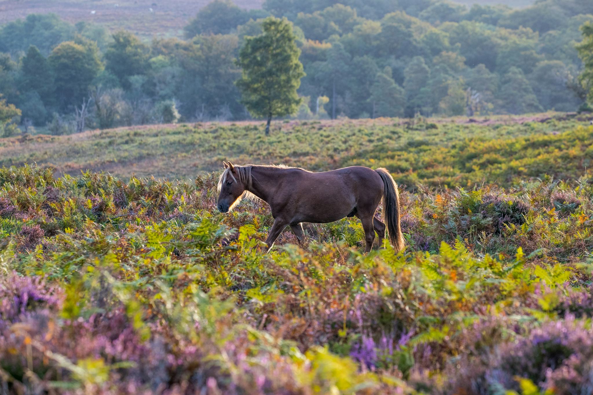 New Forest National Park