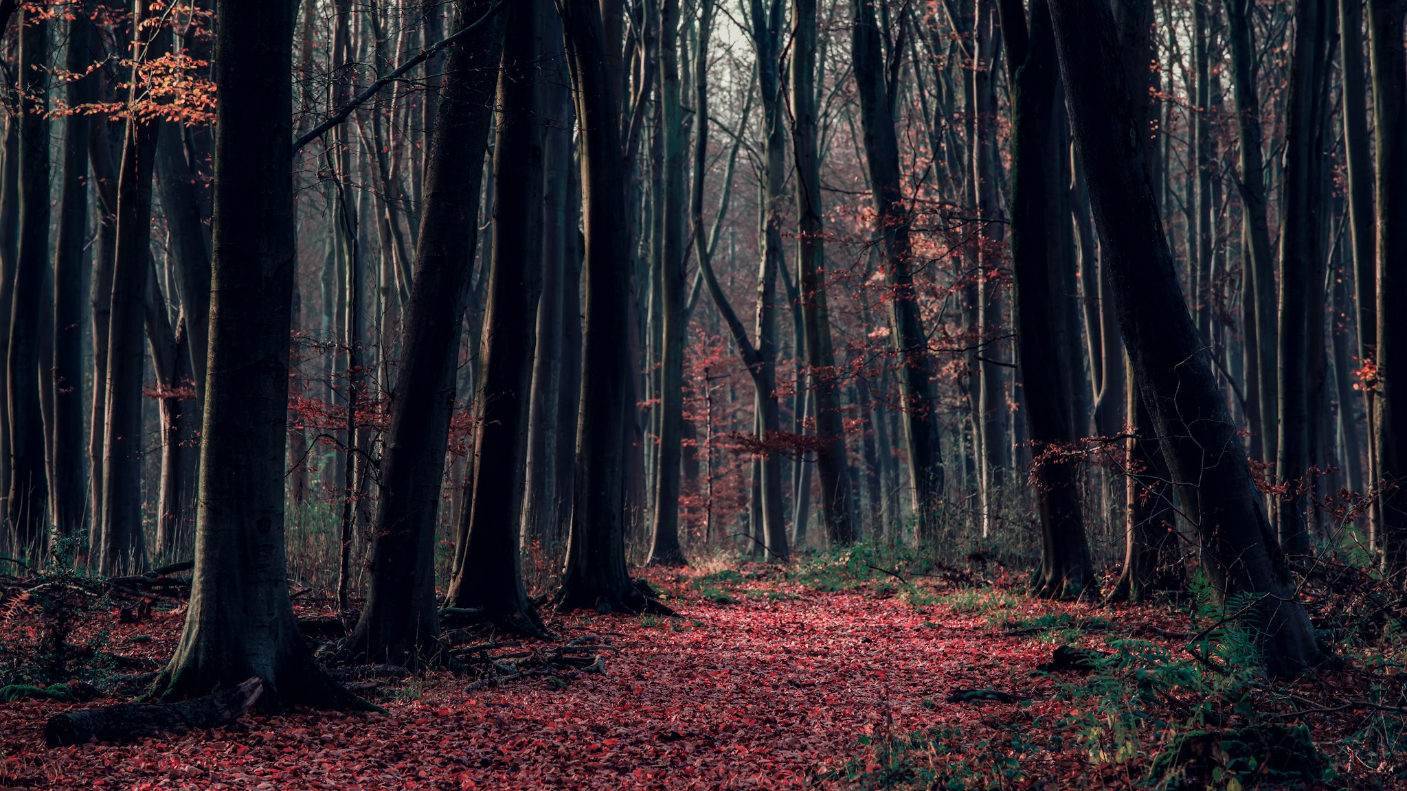 New Forest National Park