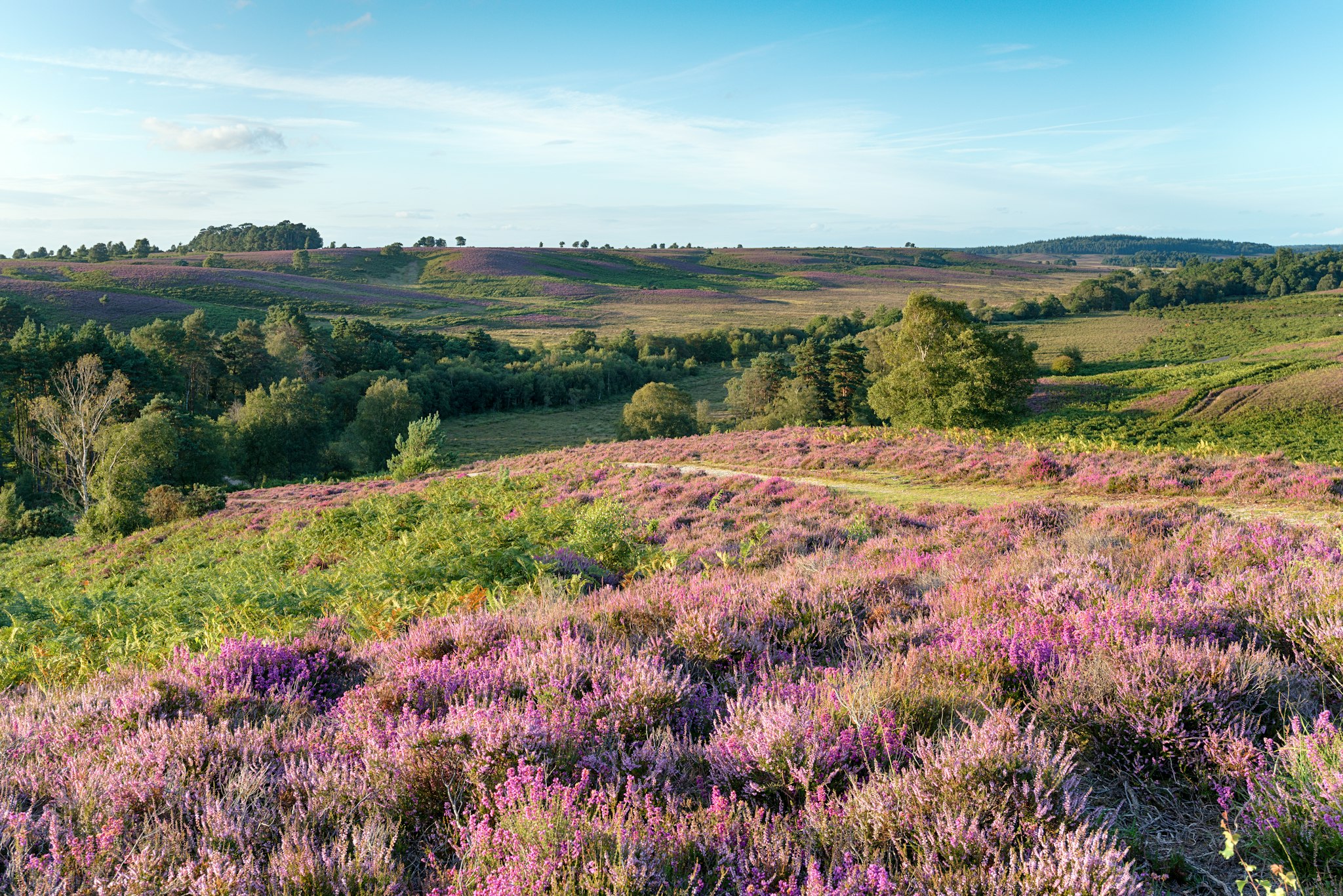 New Forest National Park