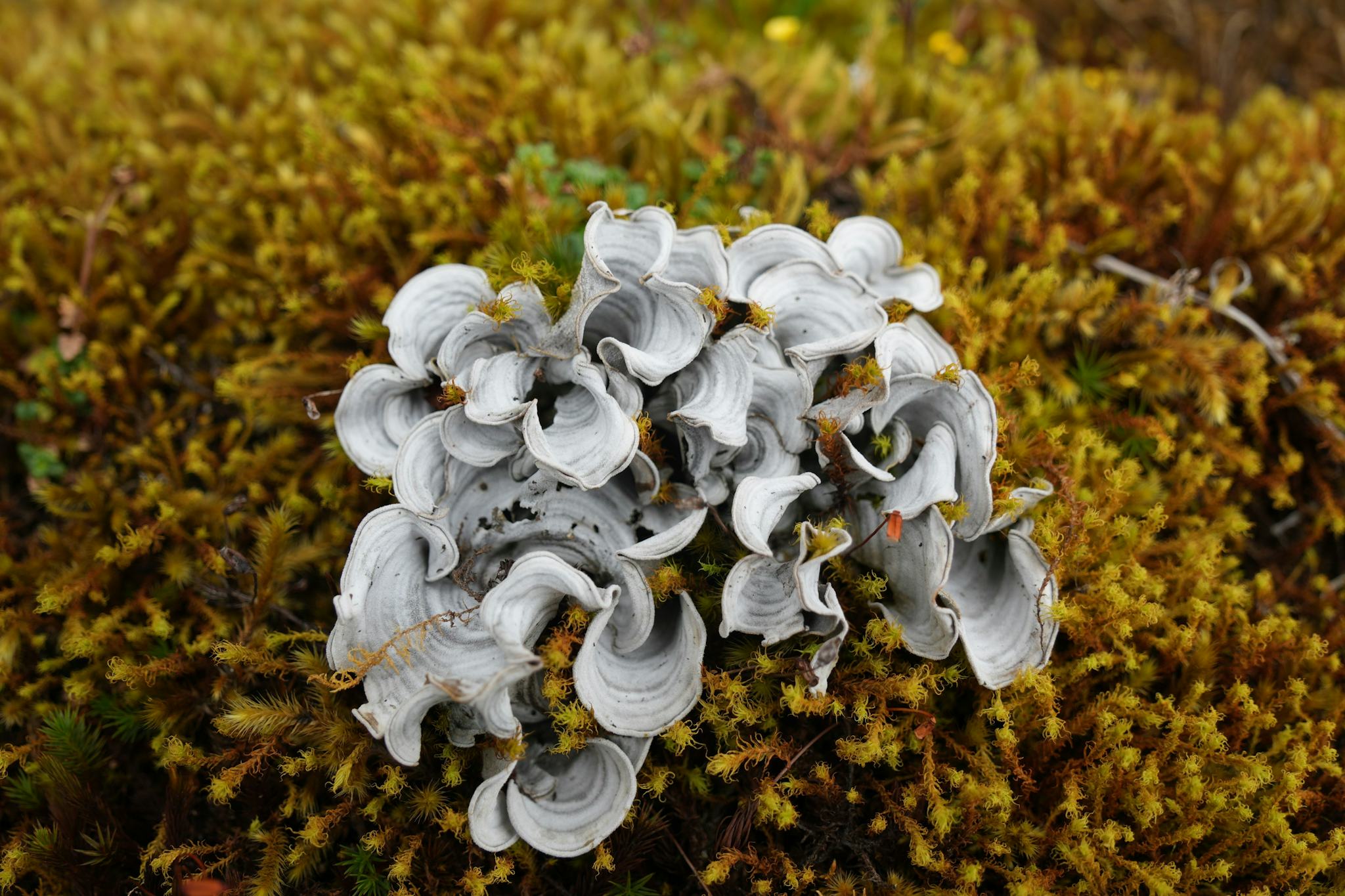 Parque Nacional Natural Chingaza
