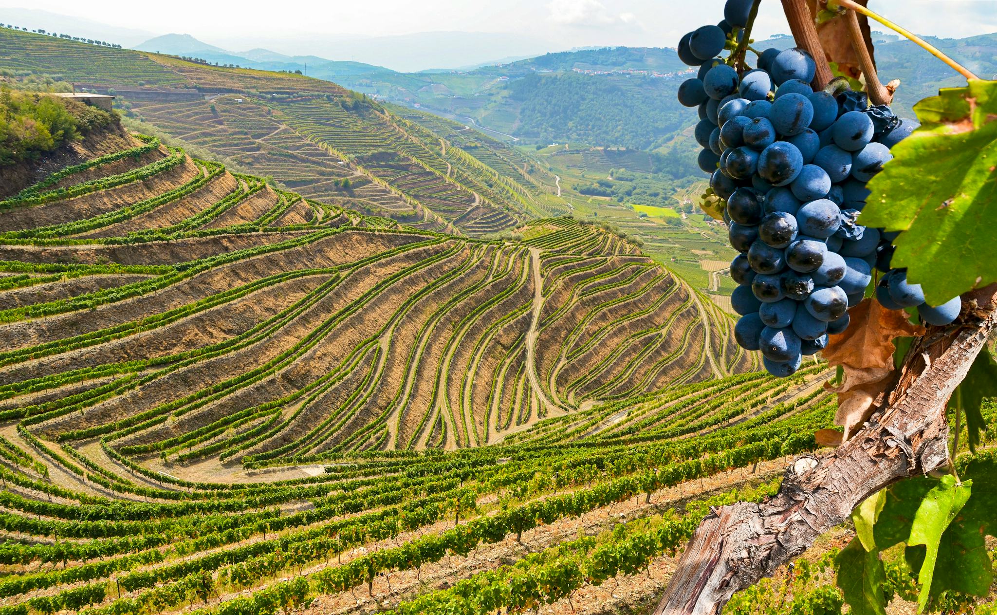 Porto to Amarante and Douro Valley: Private guided tour