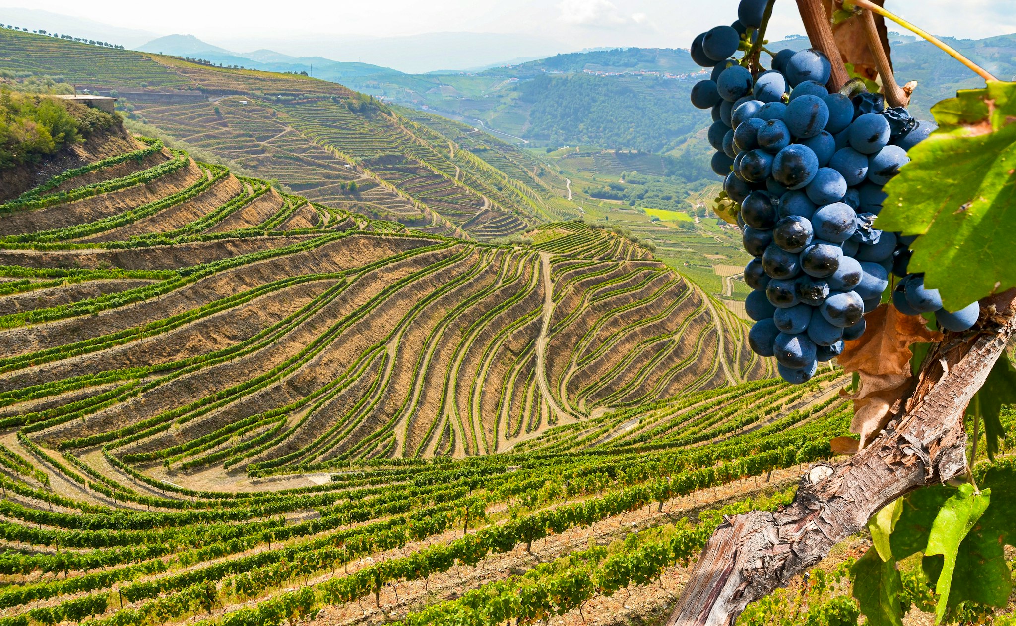 Porto to Amarante and Douro Valley: Private guided tour