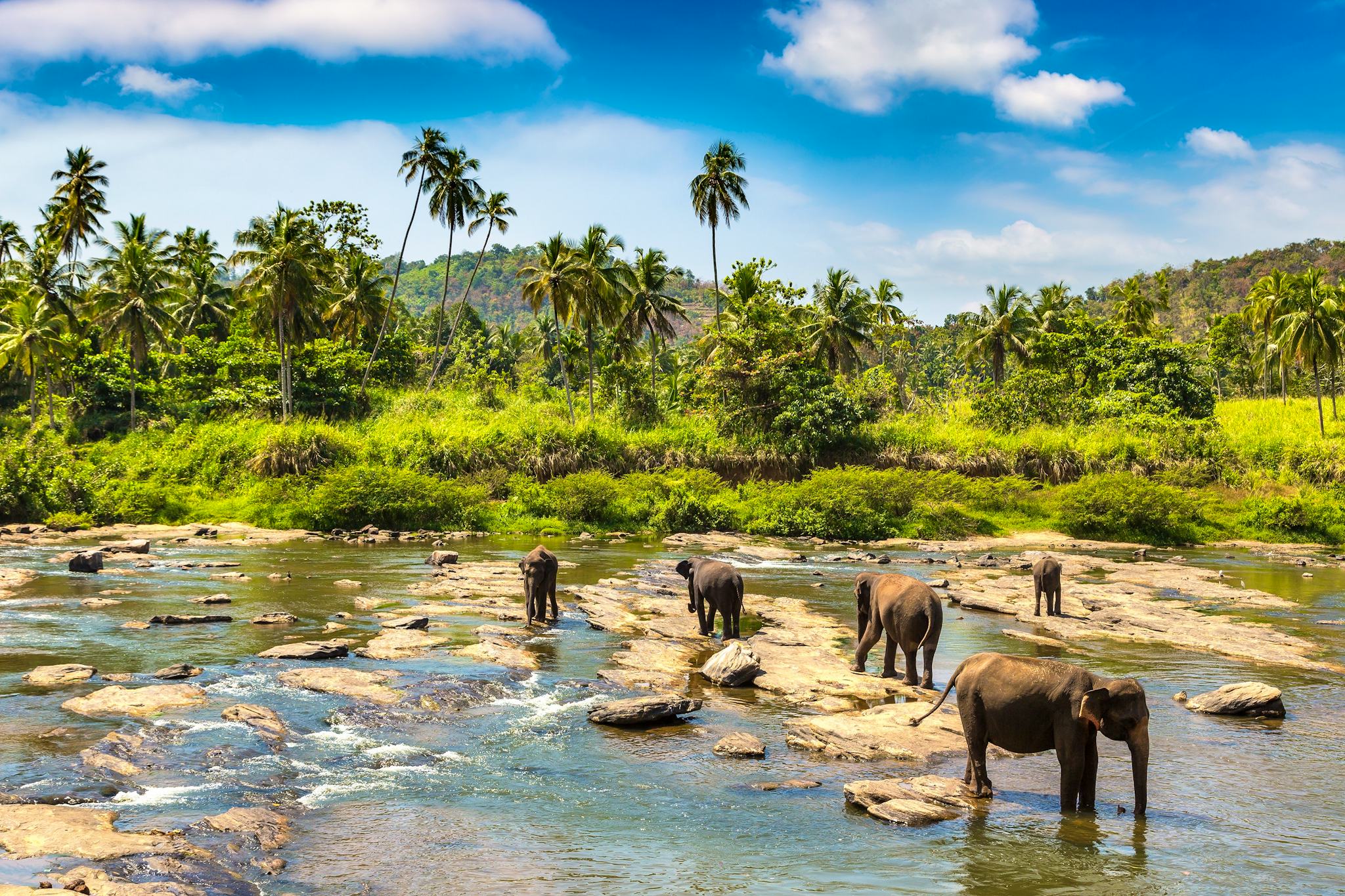 Pinnawala Elephant Orphanage