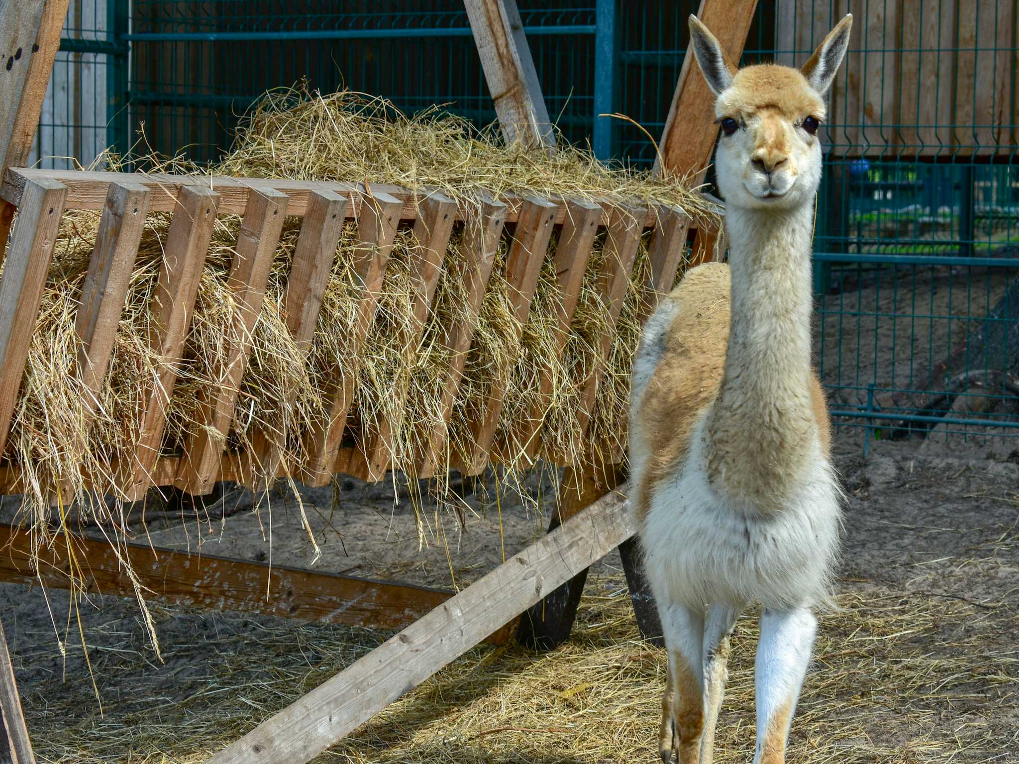 Quintessence Alpacas