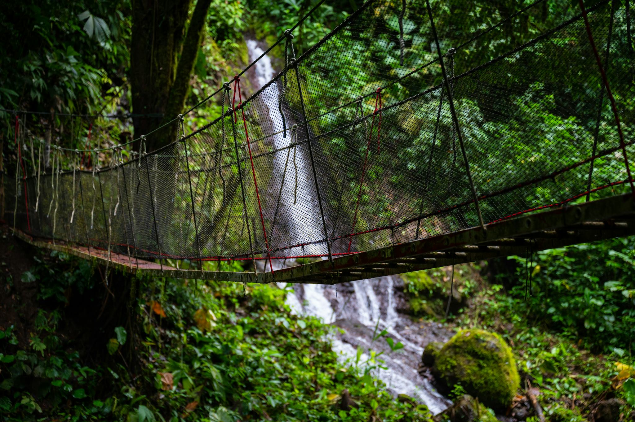 Rainmaker Forest