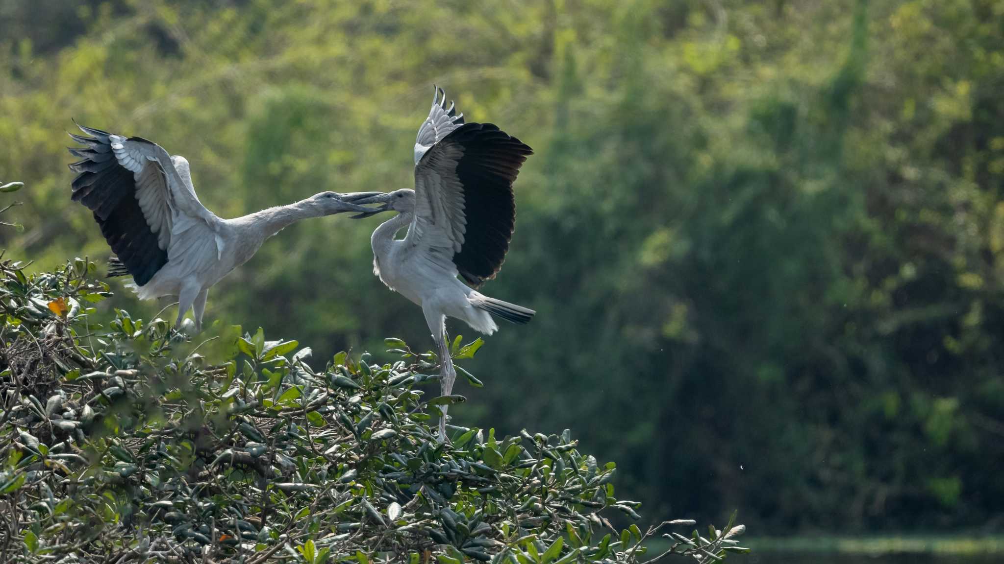 Ranganatittu Bird Sanctuary