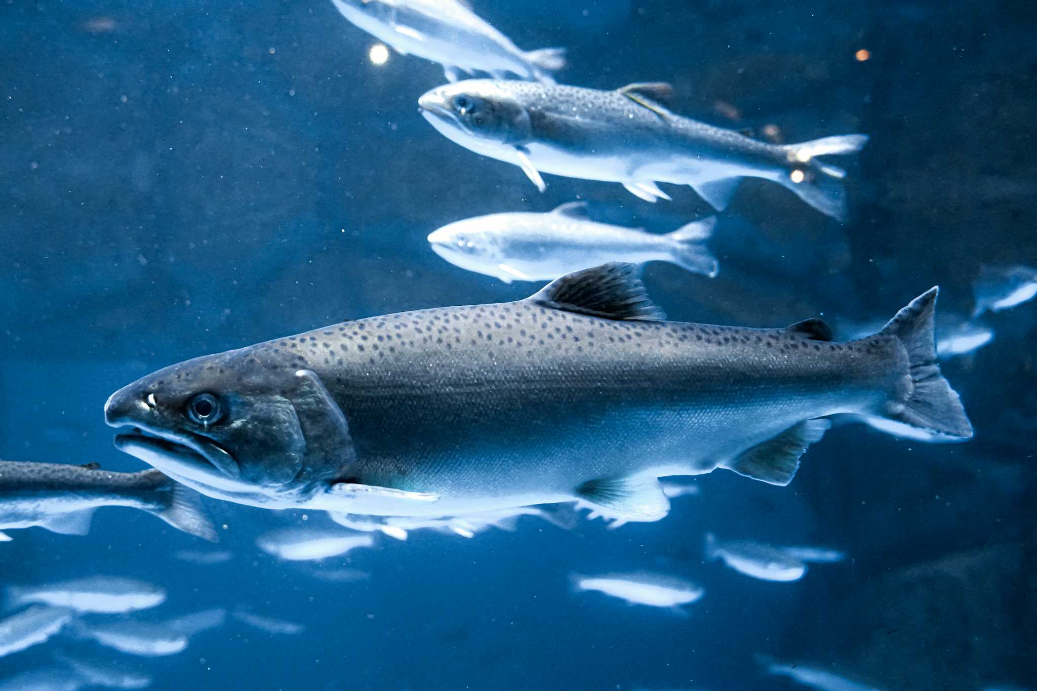 Salmon Hometown Chitose Aquarium