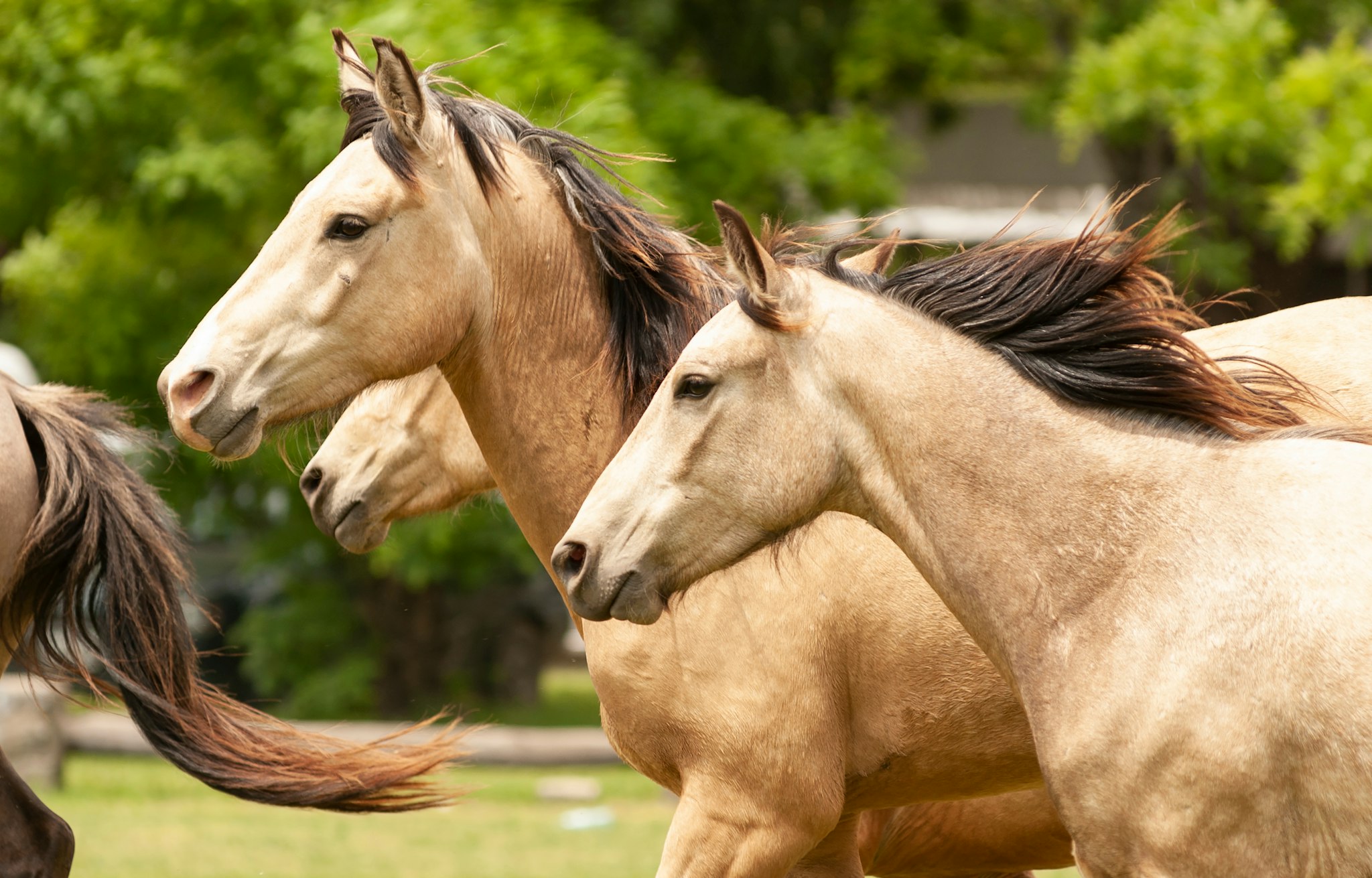 San Antonio de Areco