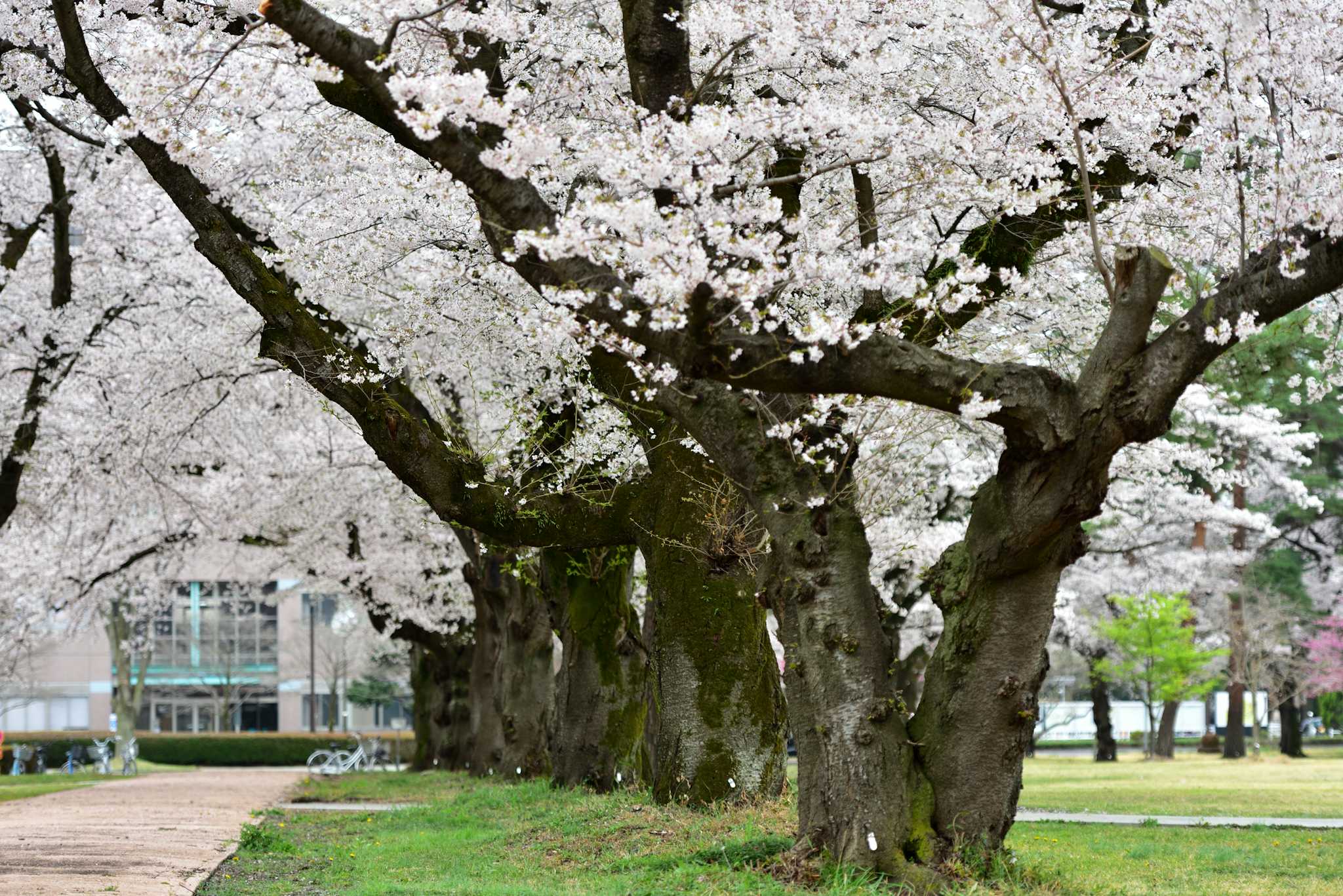 Shinonome Park