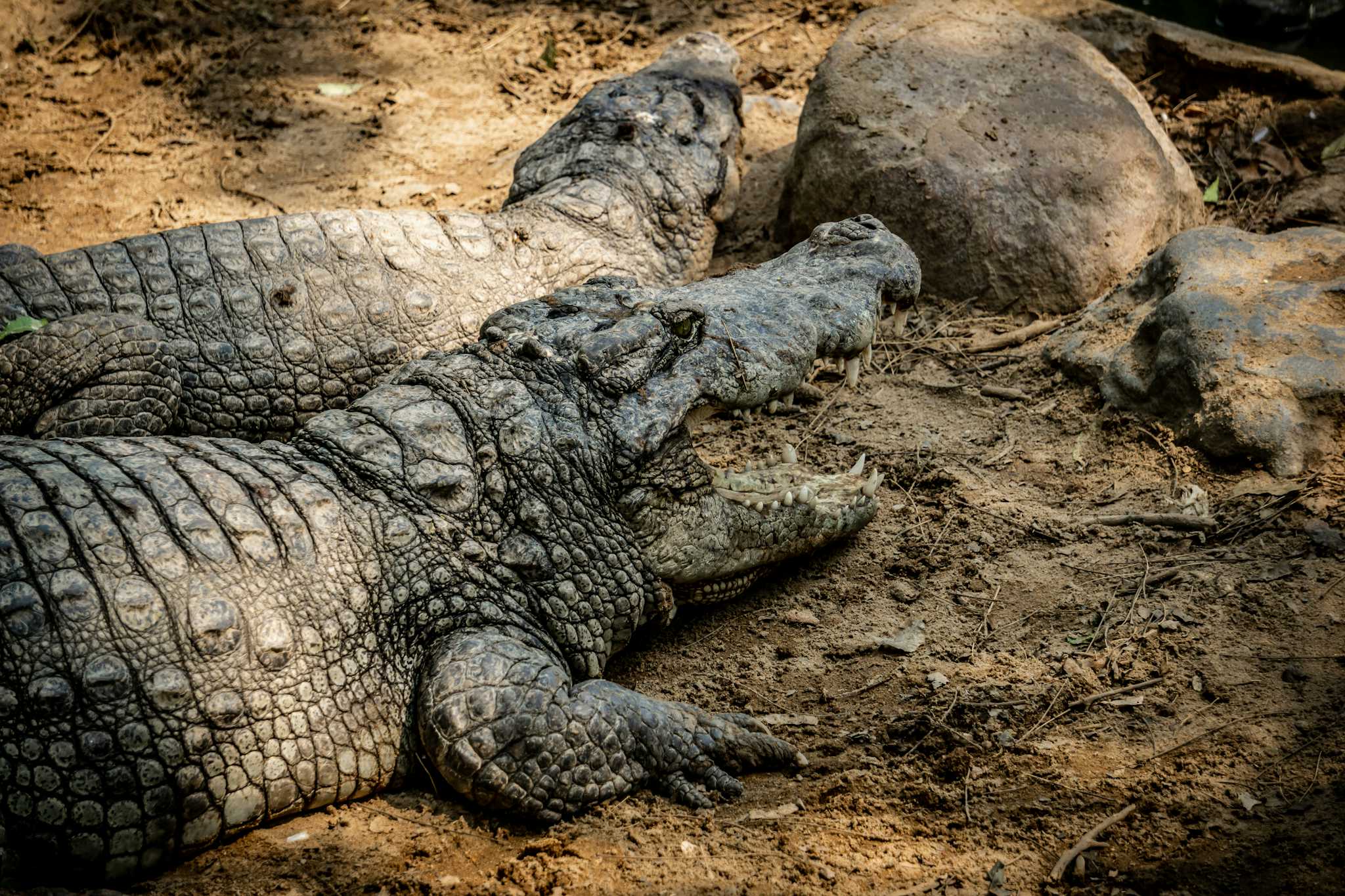 The Madras Crocodile Bank Trust and Centre for Herpetology