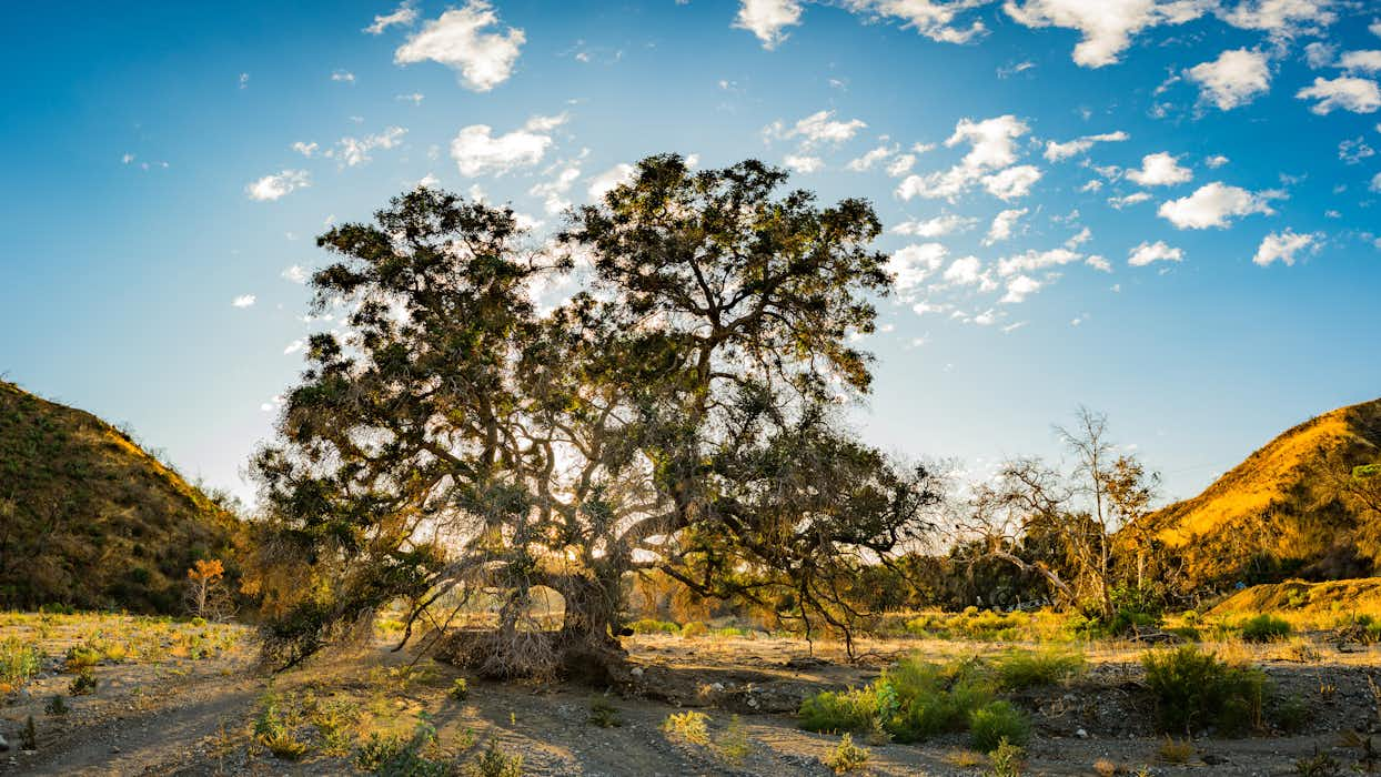 Oak of the Golden Dream