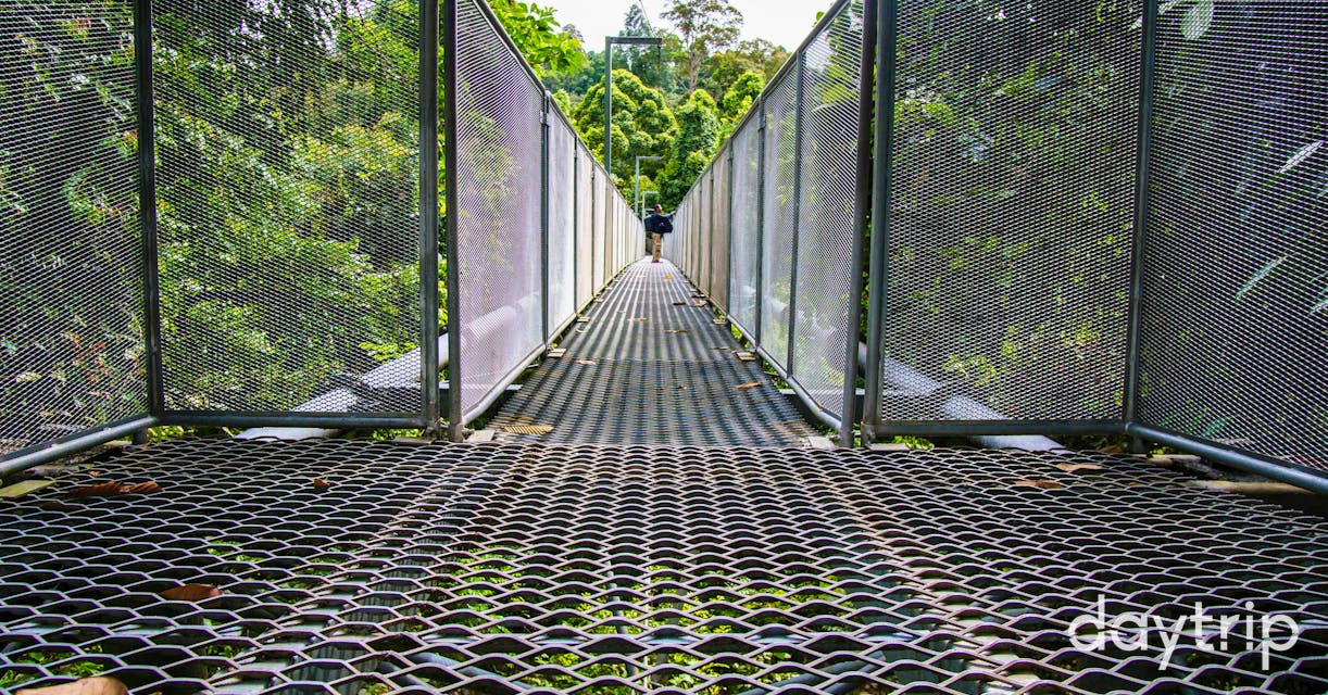 Discover The Tree Top Walk Sungai Sedim Daytrip