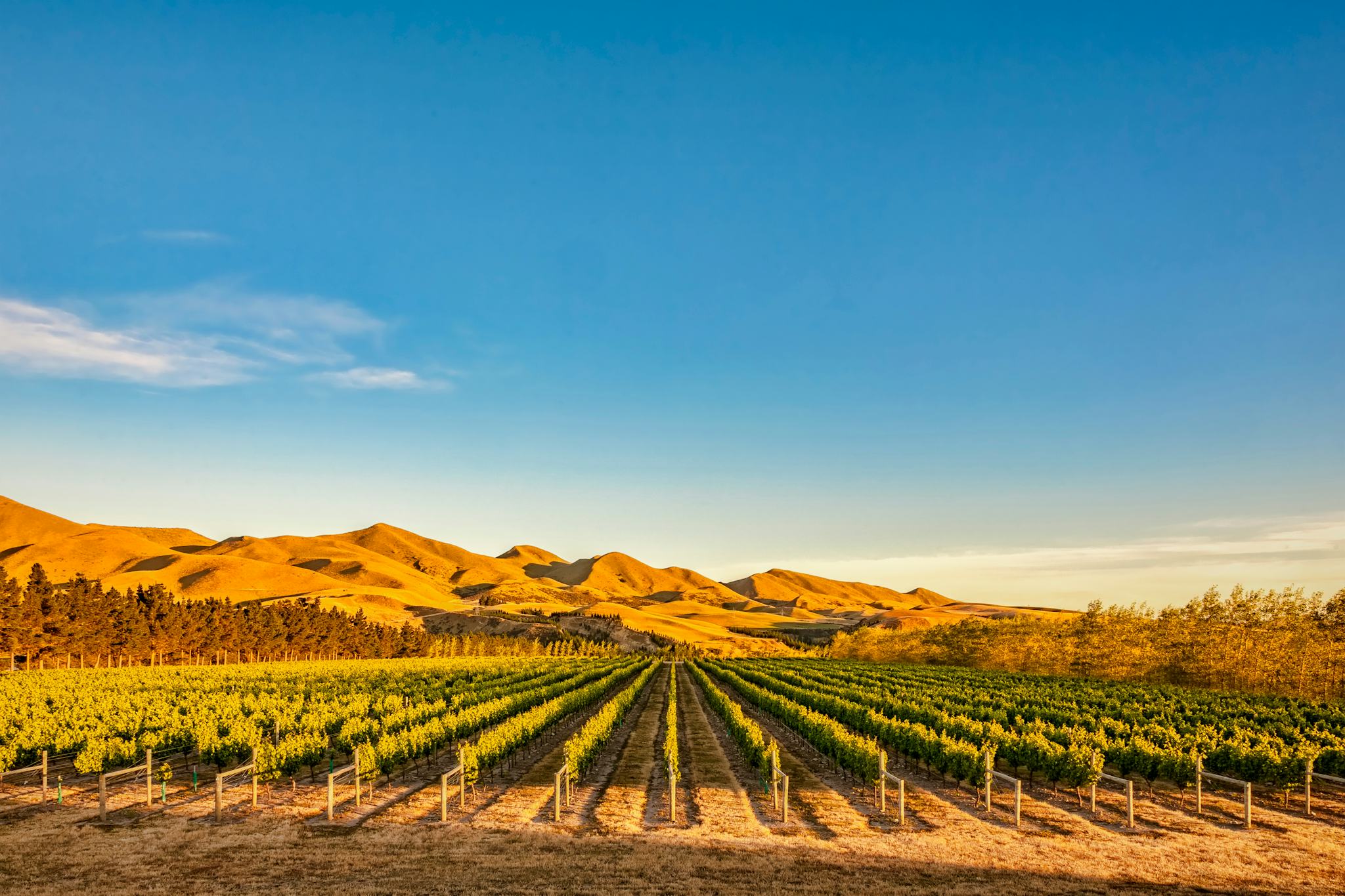 Volcanic Hills Winery