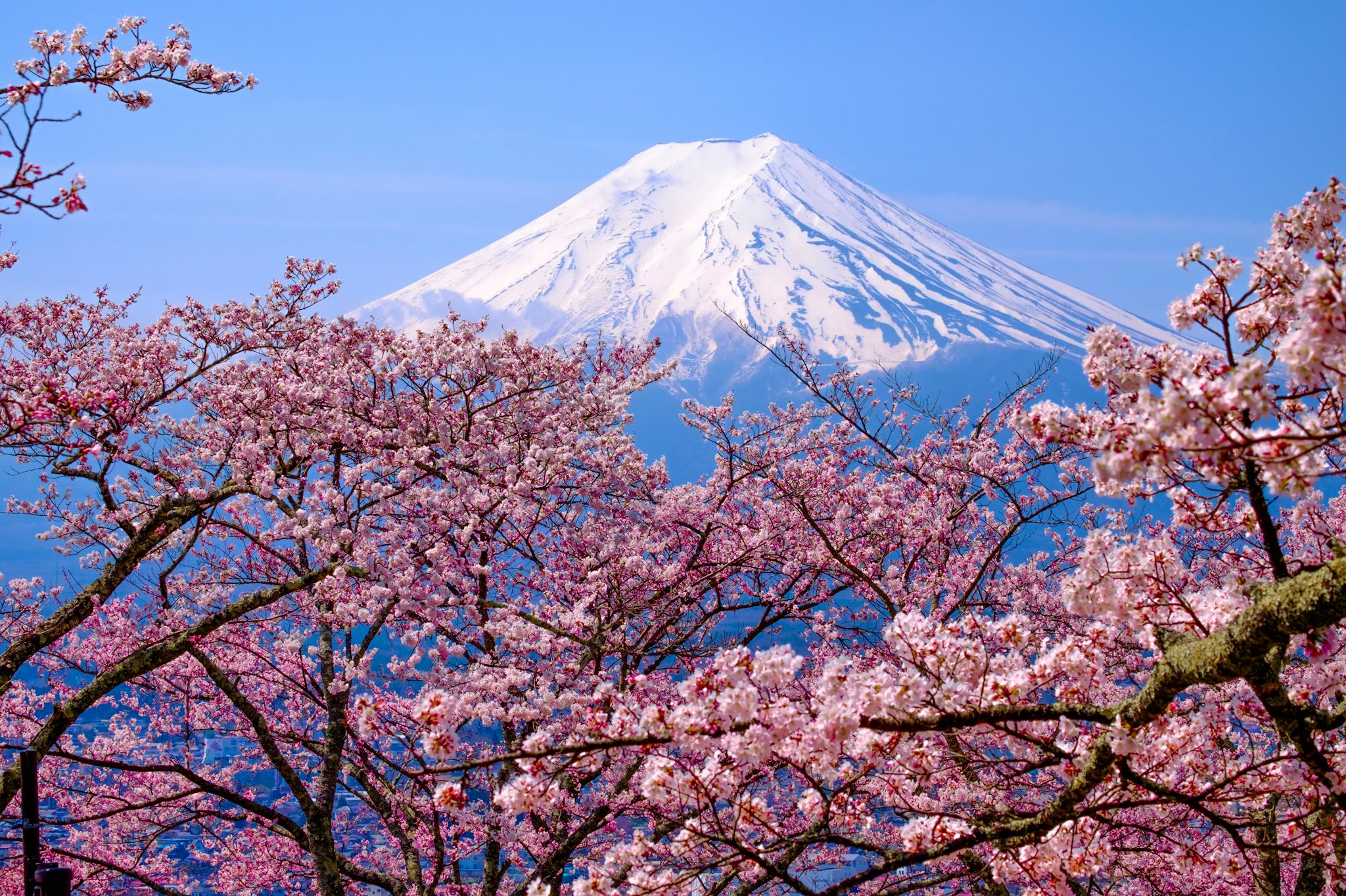 Yamanakako Hana no Miyako Park