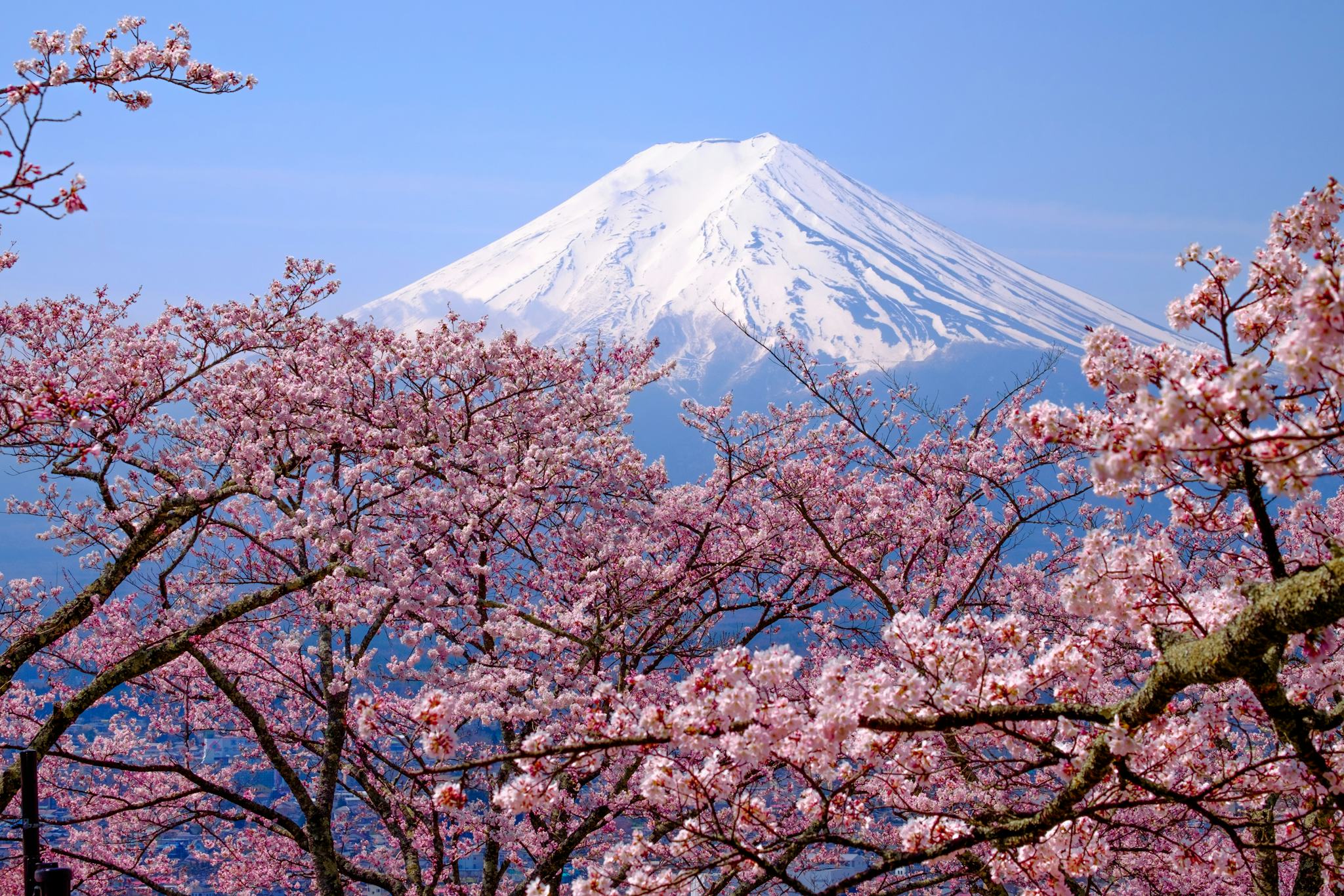 Yamanakako Hana no Miyako Park