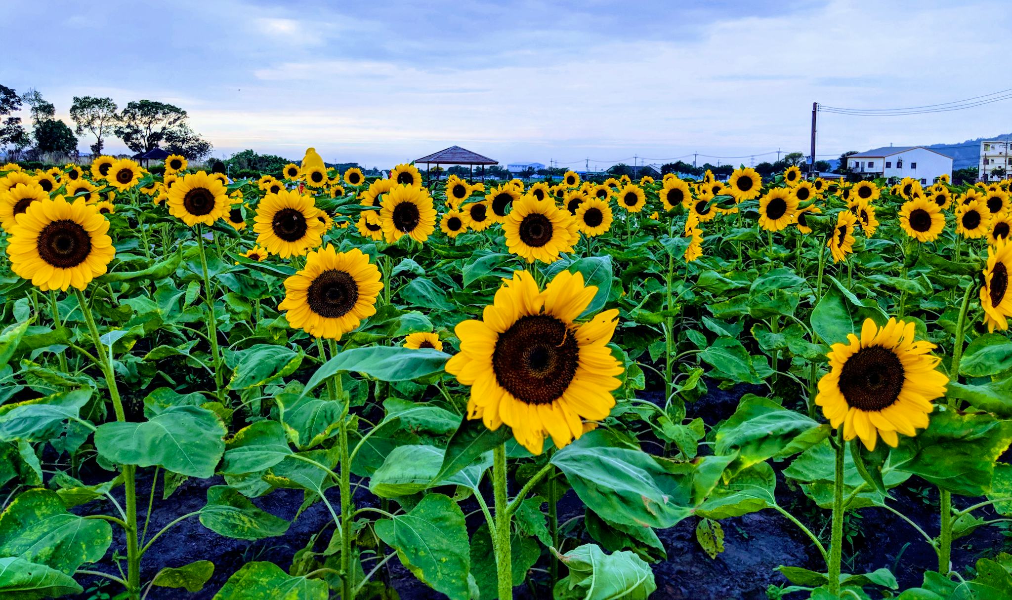 Zhongshe Flower Market Taichung
